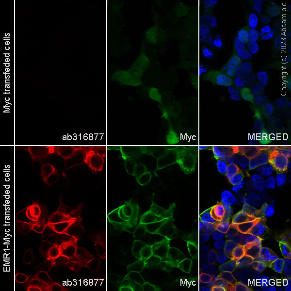 Immunocytochemistry/ Immunofluorescence - Alexa Fluor® 555 Anti-EMR1/ADGRE1 (F4/80) antibody [EPR23225-94] (AB316877)