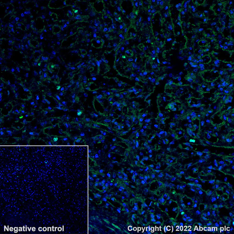 Immunohistochemistry - Alexa Fluor® 555 Anti-eNOS antibody [EPR23750-3] (AB302573)