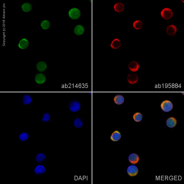 Immunocytochemistry/ Immunofluorescence - Alexa Fluor® 555 Anti-ERK1 antibody [Y72] (AB214635)