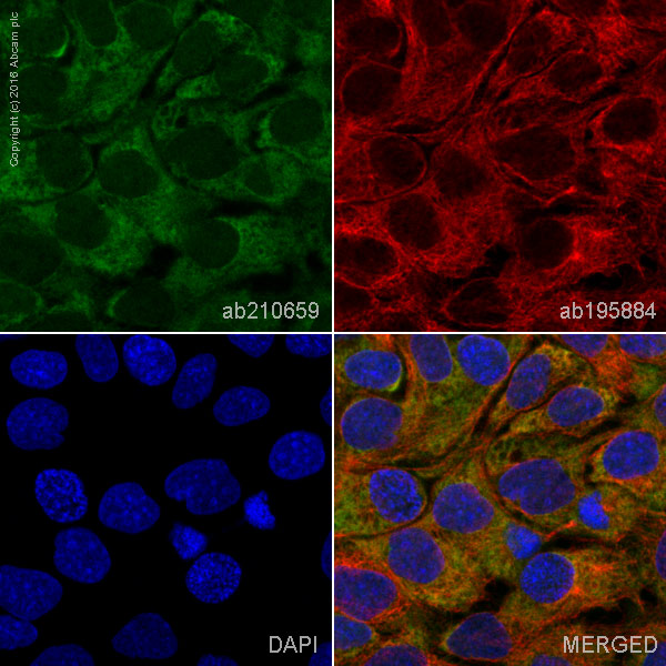 Immunocytochemistry/ Immunofluorescence - Alexa Fluor® 555 Anti-ERK1 + ERK2 antibody [EPR17526] (AB210659), expandable thumbnail