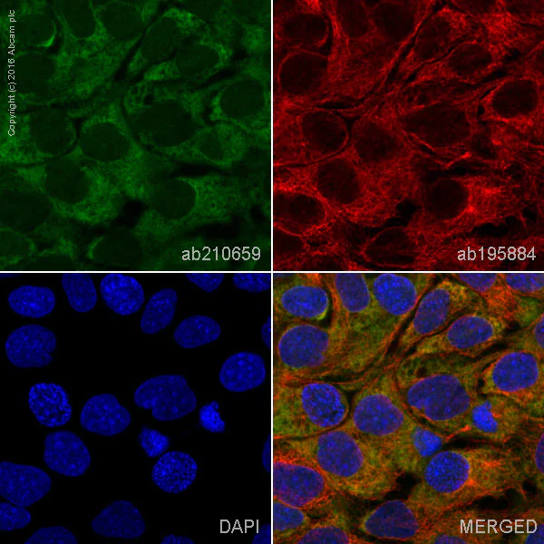 Immunocytochemistry/ Immunofluorescence - Alexa Fluor® 555 Anti-ERK1 + ERK2 antibody [EPR17526] (AB210659)