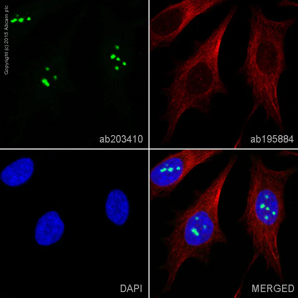 Immunocytochemistry/ Immunofluorescence - Alexa Fluor® 555 Anti-Fibrillarin+Fibrillarin-like protein 1 antibody [EPR10823(B)]-Nucleolar Marker (AB203410)