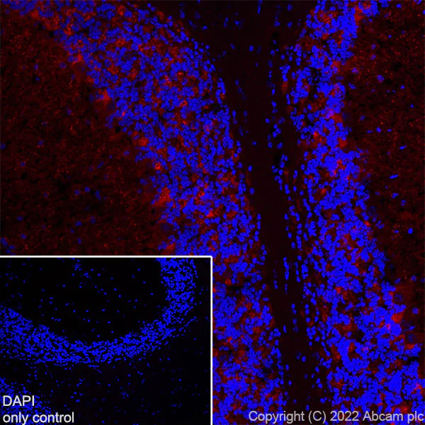 Immunohistochemistry (Frozen sections) - Alexa Fluor® 555 Anti-GAD65 antibody [EPR22952-70] (AB300548)