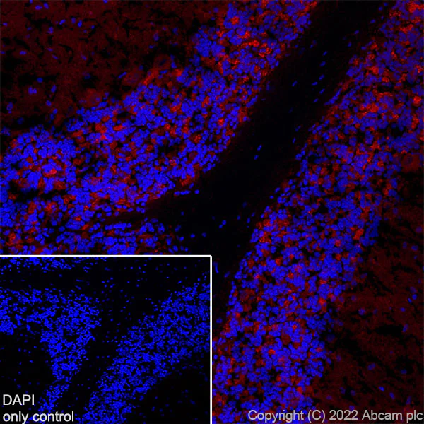 Immunohistochemistry (Frozen sections) - Alexa Fluor® 555 Anti-GAD65 antibody [EPR22952-70] (AB300548)