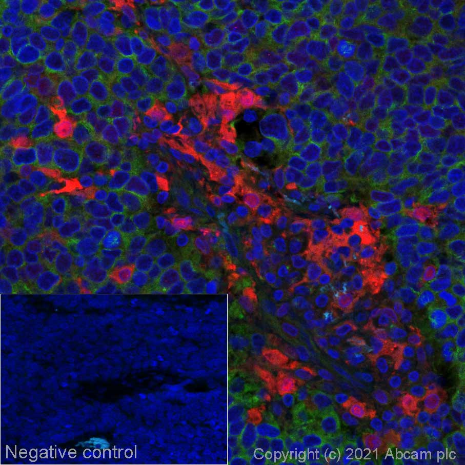 Alexa Fluor 555 Anti-Galectin 3 antibody [EP2775Y]