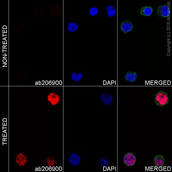 Anti-gamma H2A.X (phospho S139) Alexa Fluor® 555 antibody [EP854(2