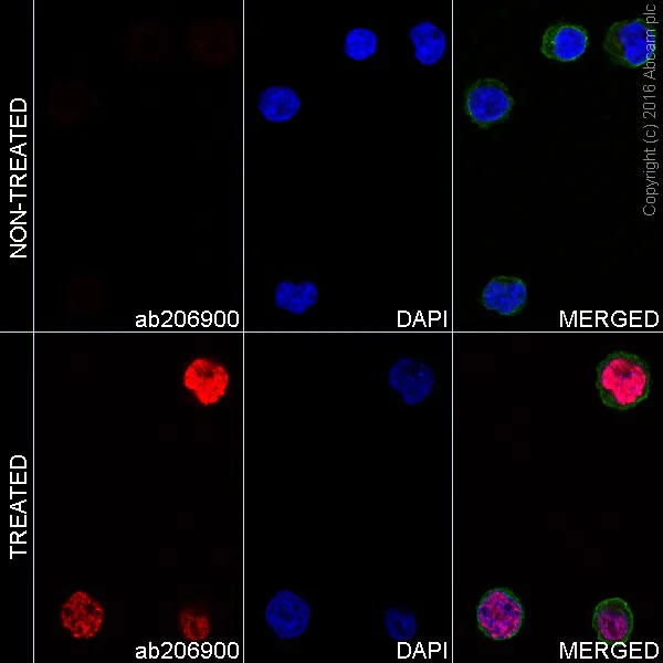 Anti-gamma H2A.X (phospho S139) Alexa Fluor® 555 antibody [EP854(2