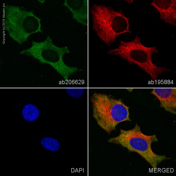 Immunocytochemistry/ Immunofluorescence - Alexa Fluor® 555 Anti-GAPDH antibody [EPR16884] (AB206629)