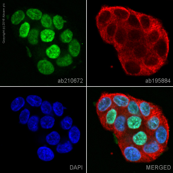 Immunocytochemistry/ Immunofluorescence - Alexa Fluor® 555 Anti-GATA3 antibody [EPR16651] (AB210672), expandable thumbnail