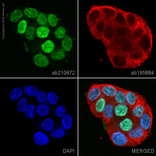 Immunocytochemistry/ Immunofluorescence - Alexa Fluor® 555 Anti-GATA3 antibody [EPR16651] (AB210672)