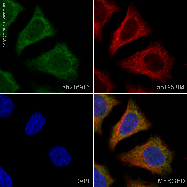 Immunocytochemistry/ Immunofluorescence - Alexa Fluor® 555 Anti-Gemin 3 antibody [EPR11283] (AB216915)
