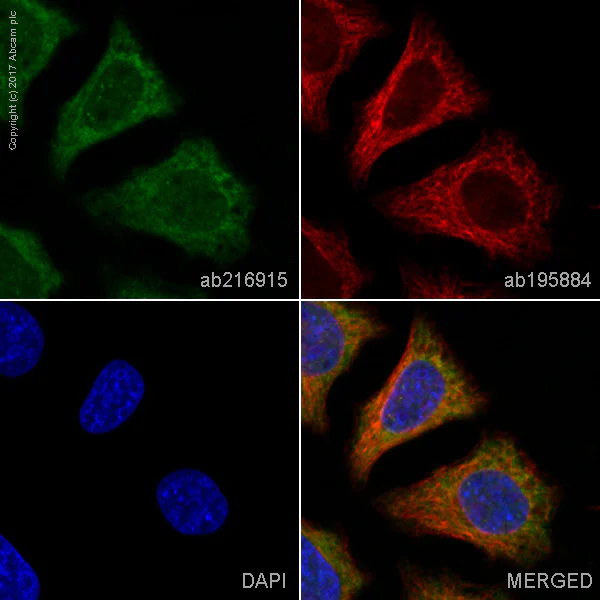 Immunocytochemistry/ Immunofluorescence - Alexa Fluor® 555 Anti-Gemin 3 antibody [EPR11283] (AB216915)