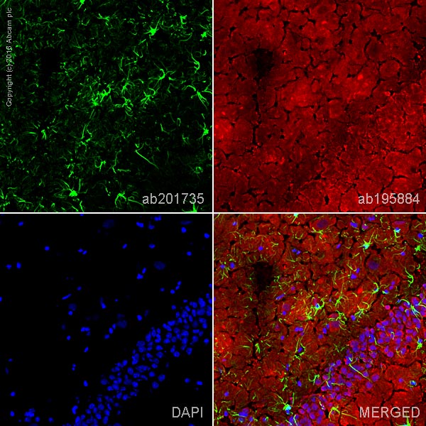 Immunohistochemistry (Frozen sections) - Alexa Fluor® 555 Anti-GFAP antibody [EPR1034Y] - Astrocyte Marker (AB201735), expandable thumbnail