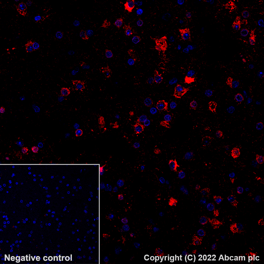 Immunohistochemistry - Alexa Fluor® 555 Anti-Glutamine Synthetase antibody [EPR13022(B)] (AB302572), expandable thumbnail