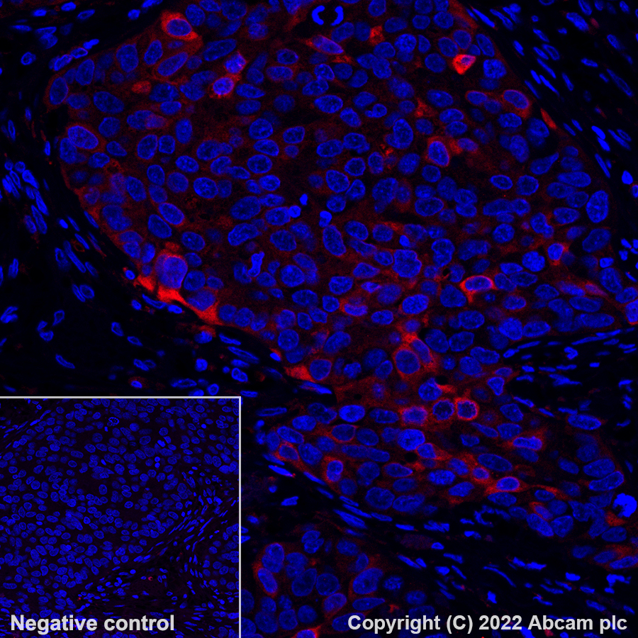 Immunohistochemistry - Alexa Fluor® 555 Anti-Glutamine Synthetase antibody [EPR13022(B)] (AB302572), expandable thumbnail