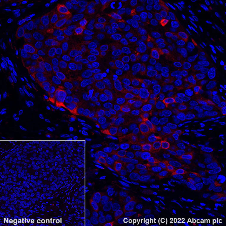 Immunohistochemistry - Alexa Fluor® 555 Anti-Glutamine Synthetase antibody [EPR13022(B)] (AB302572)
