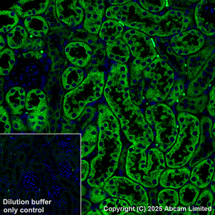 Immunohistochemistry (Formalin/PFA-fixed paraffin-embedded sections) - Alexa Fluor® 555 Anti-Grp75/MOT antibody [EPR29618-542] (AB324077), expandable thumbnail