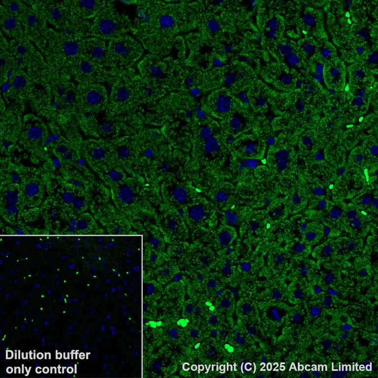 Immunohistochemistry (Formalin/PFA-fixed paraffin-embedded sections) - Alexa Fluor® 555 Anti-Grp75/MOT antibody [EPR29618-542] (AB324077)