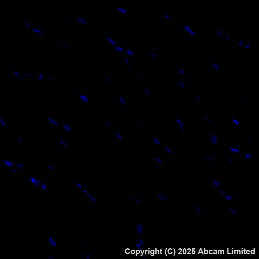 Immunohistochemistry (Formalin/PFA-fixed paraffin-embedded sections) - Alexa Fluor® 555 Anti-Grp75/MOT antibody [EPR29618-542] (AB324077), expandable thumbnail