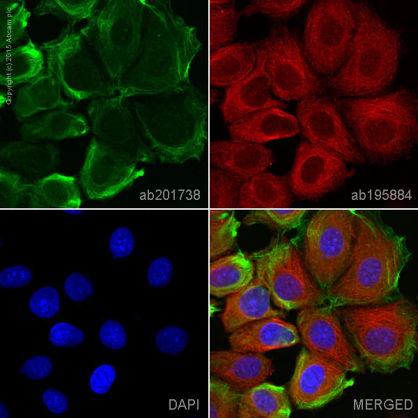 Immunocytochemistry/ Immunofluorescence - Alexa Fluor® 555 Anti-GSK3 beta antibody [Y174] (AB201738)