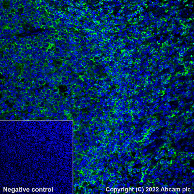 Immunohistochemistry - Alexa Fluor® 555 Anti-HLA-DPB1 antibody [EPR11226] (AB300098)