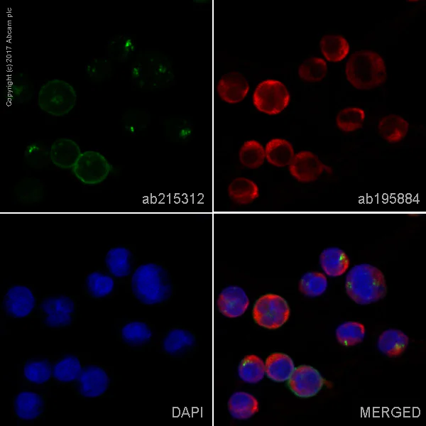 Immunocytochemistry/ Immunofluorescence - Alexa Fluor® 555 Anti-HLA-DR antibody [EPR3692] (AB215312)
