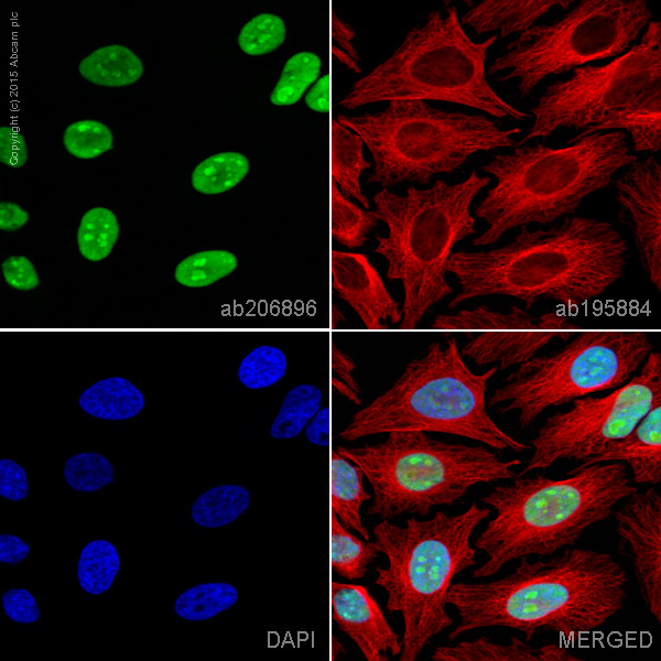 Immunocytochemistry/ Immunofluorescence - Alexa Fluor® 555 Anti-HMGB1 antibody [EPR3507] (AB206896), expandable thumbnail