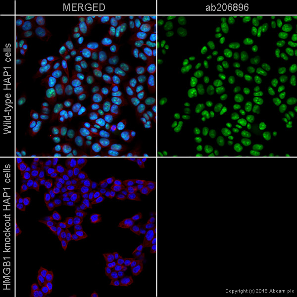 Immunocytochemistry/ Immunofluorescence - Alexa Fluor® 555 Anti-HMGB1 antibody [EPR3507] (AB206896), expandable thumbnail