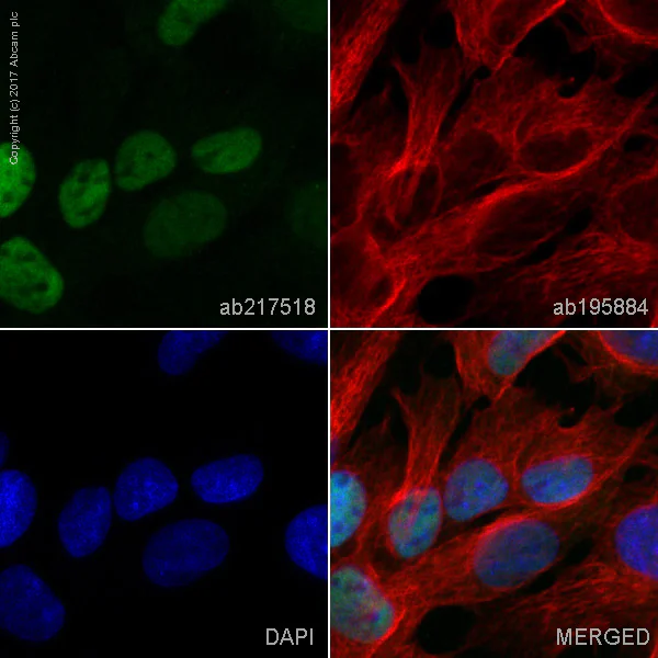Immunocytochemistry/ Immunofluorescence - Alexa Fluor® 555 Anti-HNF-4-alpha antibody [EPR16786] - N-terminal (AB217518)