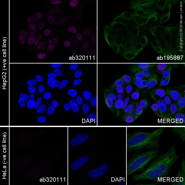 Immunocytochemistry/ Immunofluorescence - Alexa Fluor® 555 Anti-HNF-4-alpha antibody [EPR16885-99] (AB320111)