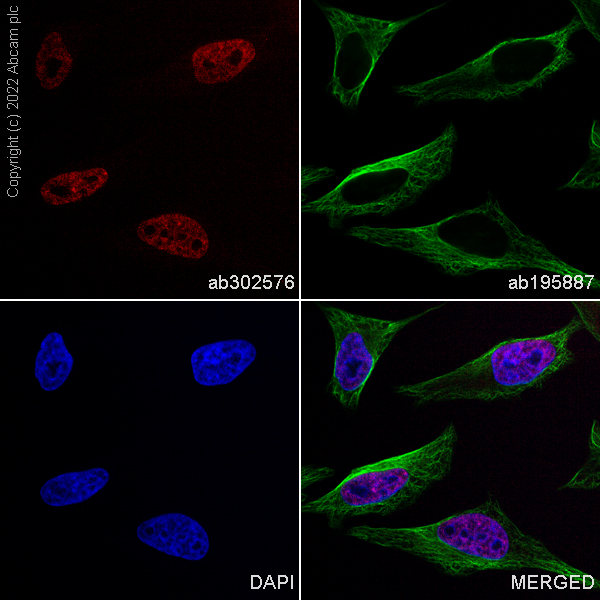 Immunocytochemistry/ Immunofluorescence - Alexa Fluor® 555 Anti-hnRNP A2B1 antibody [EPR24002-81] (AB302576), expandable thumbnail