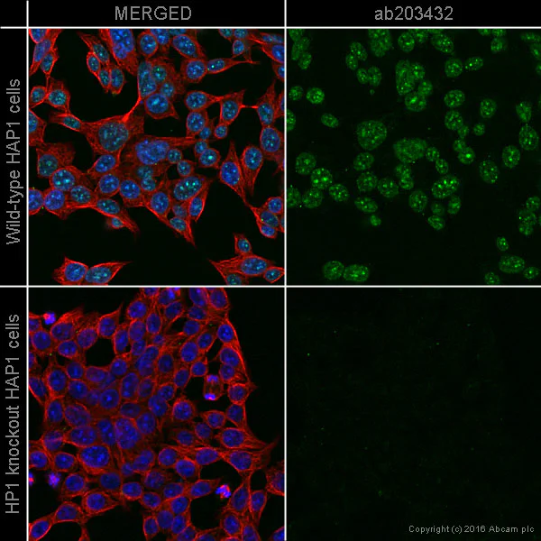Immunocytochemistry/ Immunofluorescence - Alexa Fluor® 555 Anti-HP1 alpha antibody [EPR5777] - Heterochromatin marker (AB203432)