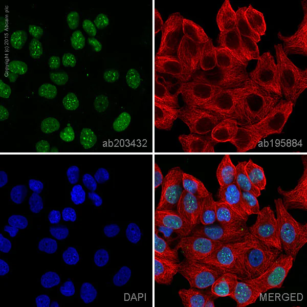 Immunocytochemistry/ Immunofluorescence - Alexa Fluor® 555 Anti-HP1 alpha antibody [EPR5777] - Heterochromatin marker (AB203432)