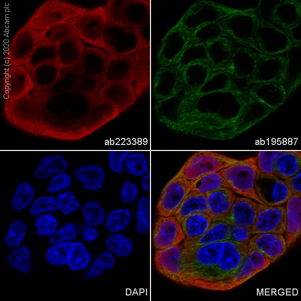 Immunocytochemistry - Alexa Fluor® 555 Anti-Hsp70 antibody [EP1007Y] (AB223389), expandable thumbnail