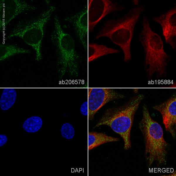 Immunocytochemistry/ Immunofluorescence - Alexa Fluor® 555 Anti-IKB alpha antibody [E130] (AB206578), expandable thumbnail
