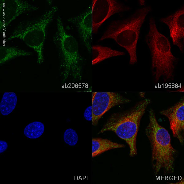 Immunocytochemistry/ Immunofluorescence - Alexa Fluor® 555 Anti-IKB alpha antibody [E130] (AB206578)
