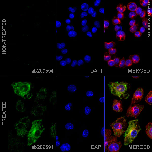 Immunocytochemistry/ Immunofluorescence - Alexa Fluor® 555 Anti-iNOS antibody [EPR16635] (AB209594)