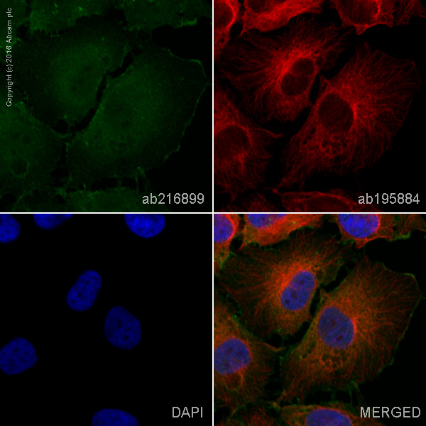 Immunocytochemistry/ Immunofluorescence - Alexa Fluor® 555 Anti-IQGAP1 antibody [EPR5220] (AB216899), expandable thumbnail