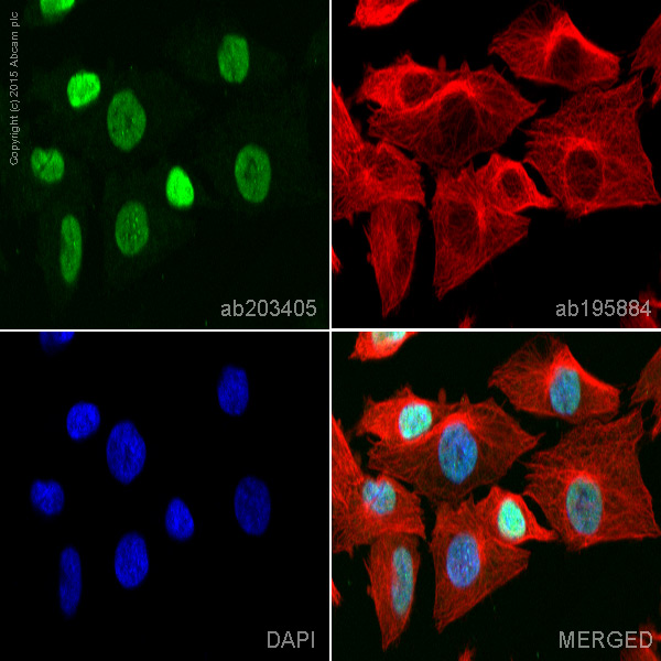 Immunocytochemistry/ Immunofluorescence - Alexa Fluor® 555 Anti-Islet 1 antibody [EP4182] - Neural Stem Cell Marker (AB203405), expandable thumbnail