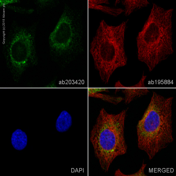 Immunocytochemistry/ Immunofluorescence - Alexa Fluor® 555 Anti-KDEL antibody [EPR12668] - ER Marker (AB203420)