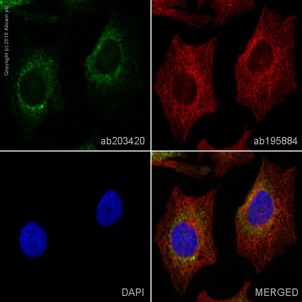 Immunocytochemistry/ Immunofluorescence - Alexa Fluor® 555 Anti-KDEL antibody [EPR12668] - ER Marker (AB203420)