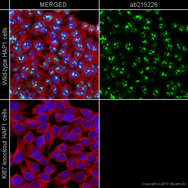 Anti-Ki67 Alexa Fluor® 555 antibody [EPR3610] (ab215226) IgG