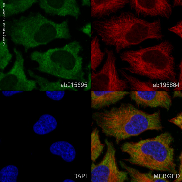Immunocytochemistry/ Immunofluorescence - Alexa Fluor® 555 Anti-Lactate Dehydrogenase antibody [EP1563Y] (AB215695)