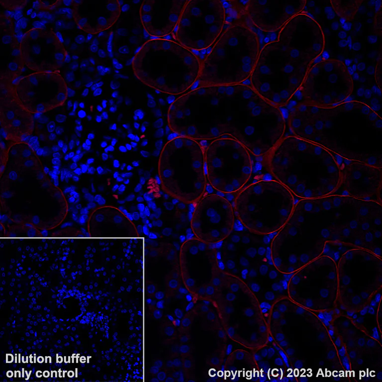 Immunohistochemistry (Formalin/PFA-fixed paraffin-embedded sections) - Alexa Fluor® 555 Anti-LAMA1 antibody [EPR27258-37] (AB314883)