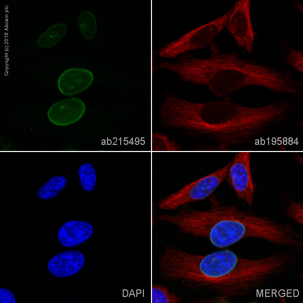 Alexa Fluor 555 Anti-Lamin A + Lamin C antibody [EP4520-16]