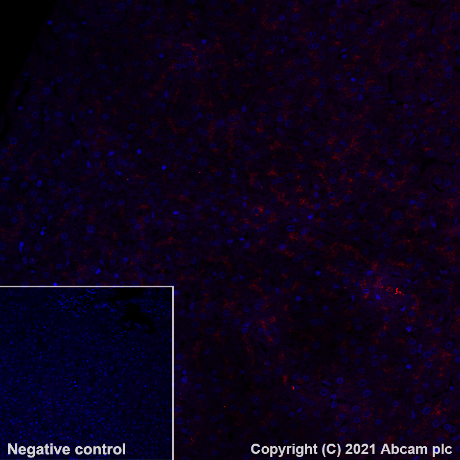 Immunohistochemistry (Formalin/PFA-fixed paraffin-embedded sections) - Alexa Fluor® 555 Anti-LAMP2A antibody [EPR4207(2)] (AB282009), expandable thumbnail