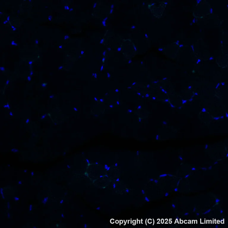 Immunohistochemistry (Formalin/PFA-fixed paraffin-embedded sections) - Alexa Fluor® 555 Anti-ME1 antibody [EPR28891-30] (AB325045)