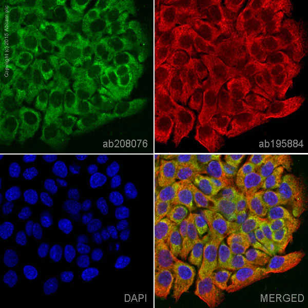 Immunocytochemistry/ Immunofluorescence - Alexa Fluor® 555 Anti-MEK1 + MEK2 antibody [EPR16667] (AB208076)