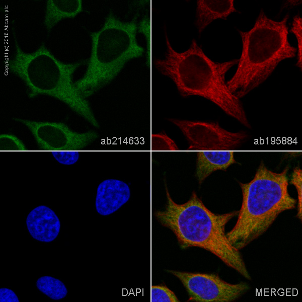 Immunocytochemistry/ Immunofluorescence - Alexa Fluor® 555 Anti-MEK2 antibody [Y78] (AB214633)