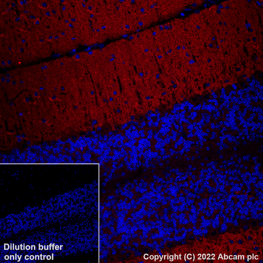 Immunohistochemistry (Formalin/PFA-fixed paraffin-embedded sections) - Alexa Fluor® 555 Anti-mGluR1a antibody [EPR24160-173] (AB307625), expandable thumbnail